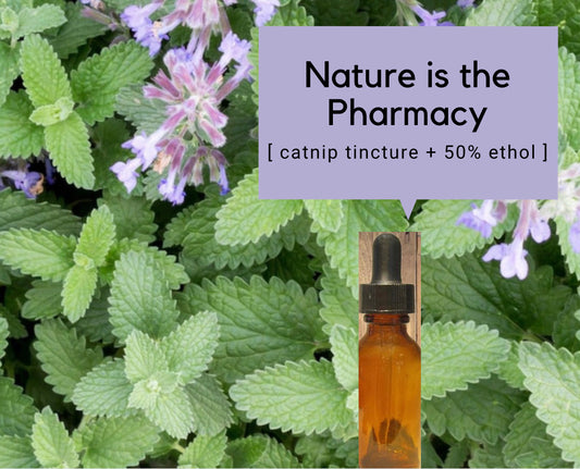CATNIP TINCTURE