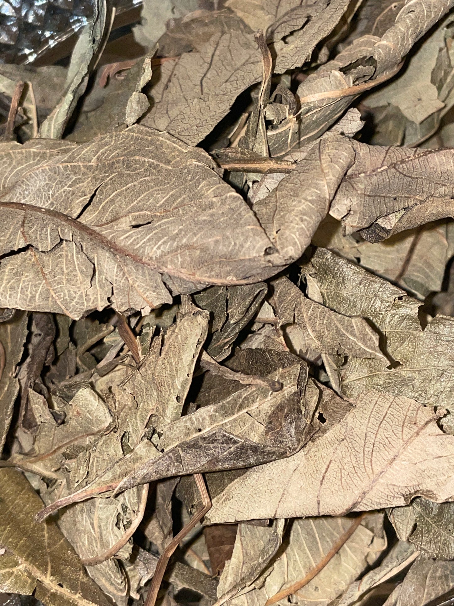 Kinkeliba AKA Seh-haw THE HEALTH TREE ORGANIC