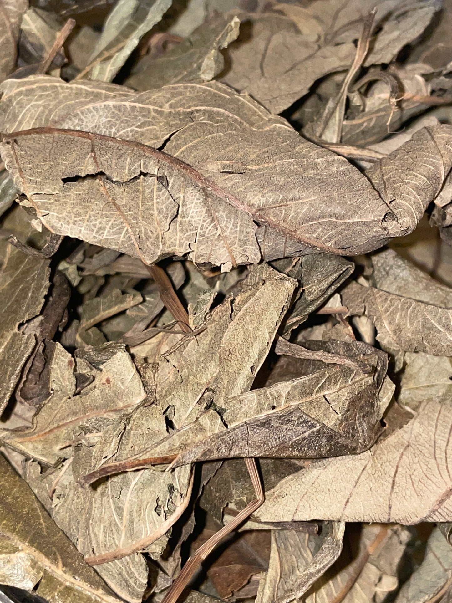 Kinkeliba AKA Seh-haw THE HEALTH TREE ORGANIC