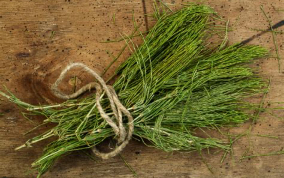 Wild Horsetail Tea